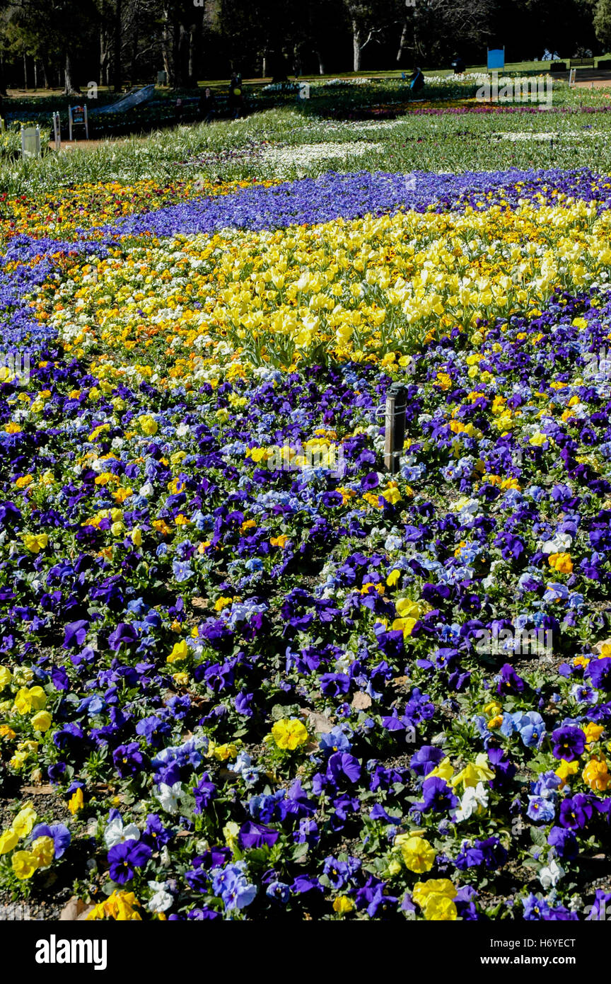 Blumengarten Displays von Stiefmütterchen und Tulpen. Floriade 2008. Canberra. handeln Stockfoto