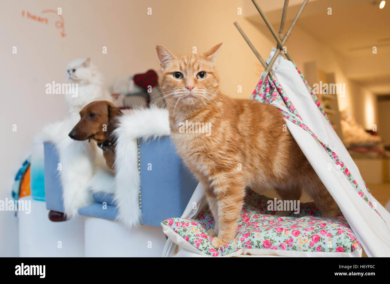 CAT Jaffa testet eine Vielzahl von Tierbetten im Etsy Everyday Emporium im Zentrum von London, das anlässlich des Starts der Kampagne #DifferenceMakesUs der Shopping-Website eröffnet wurde. Stockfoto