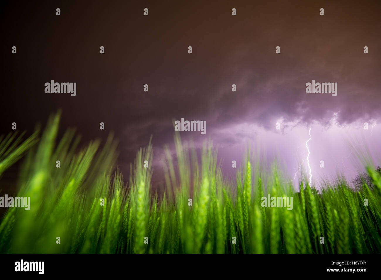 Grünes Weizenfeld in ein Gewitter Stockfoto