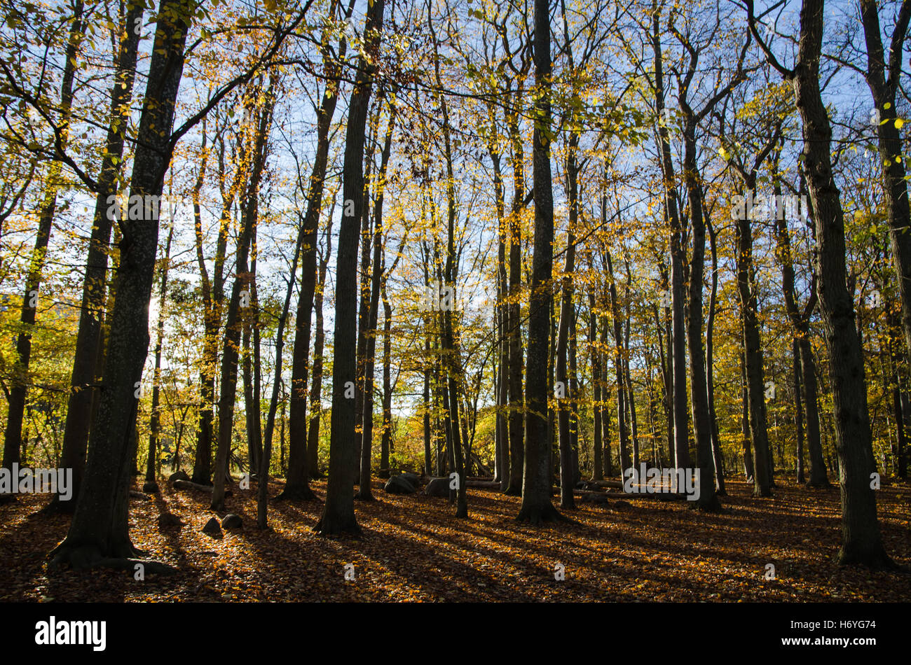 Herrliche buchen-Wald im Rücken Licht und in Farben des Herbstes Stockfoto