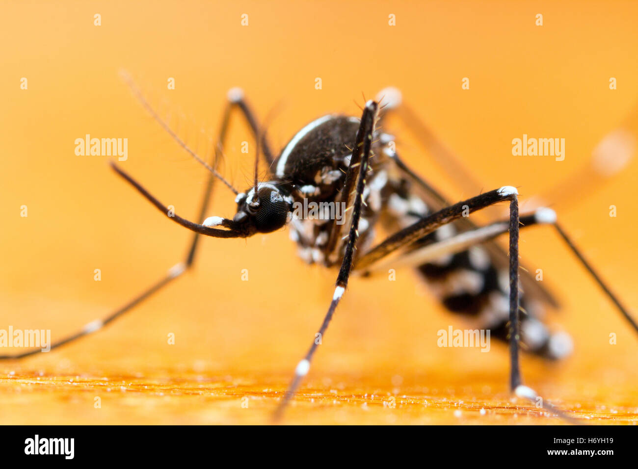 Asiatische Tigermücke (Aedes Albopictus) Stockfoto