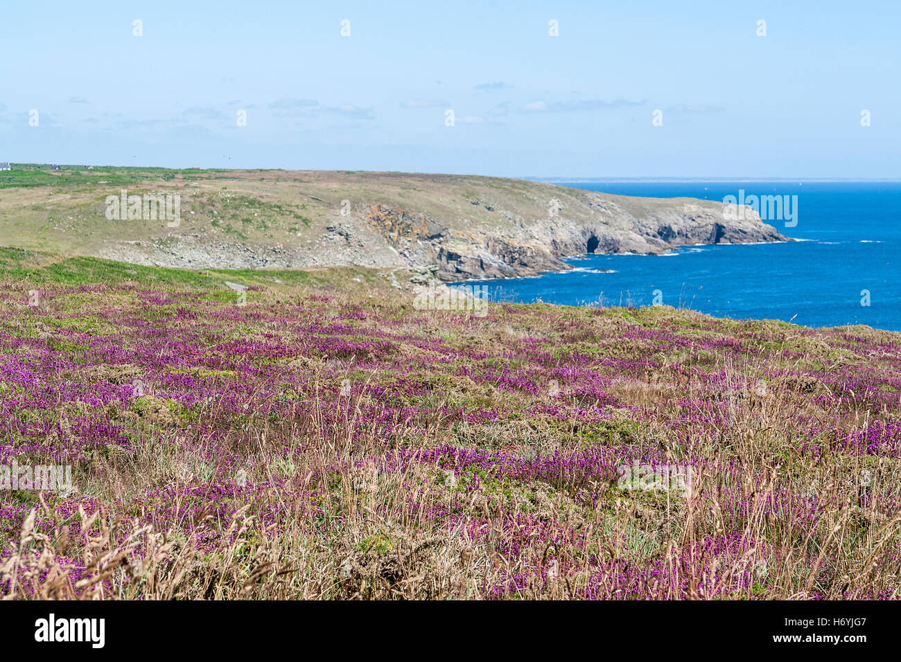 bunte Heide Vegetation Detail gesehen um Pointe du Raz in der Bretagne, Frankreich Stockfoto