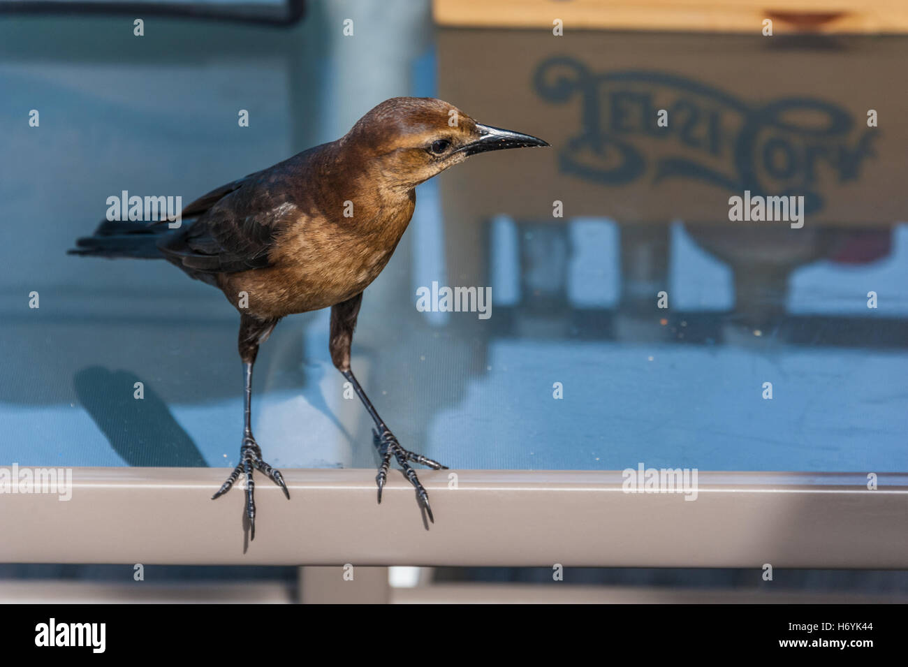 Spottdrossel auf der Suche nach Tisch Ausschuß auf der Terrasse ein Meeresfrüchte-Restaurant am Wasser in Mayport in Jacksonville, Florida. Stockfoto