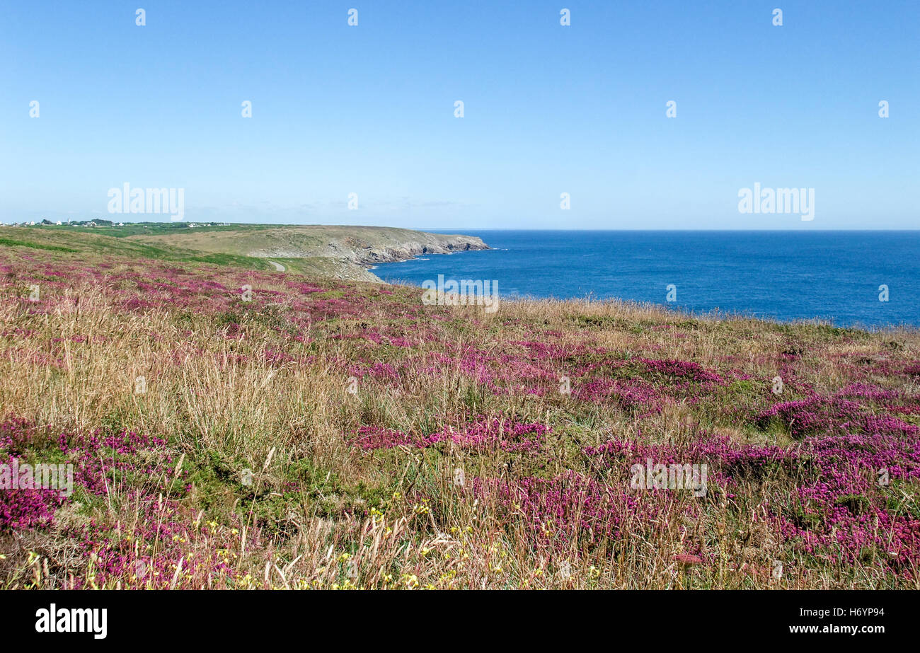 bunte Heide Vegetation Detail gesehen um Pointe du Raz in der Bretagne, Frankreich Stockfoto