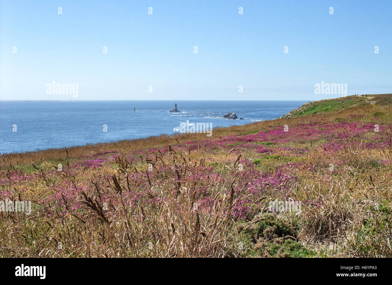 bunte Heide Vegetation Detail gesehen um Pointe du Raz in der Bretagne, Frankreich Stockfoto
