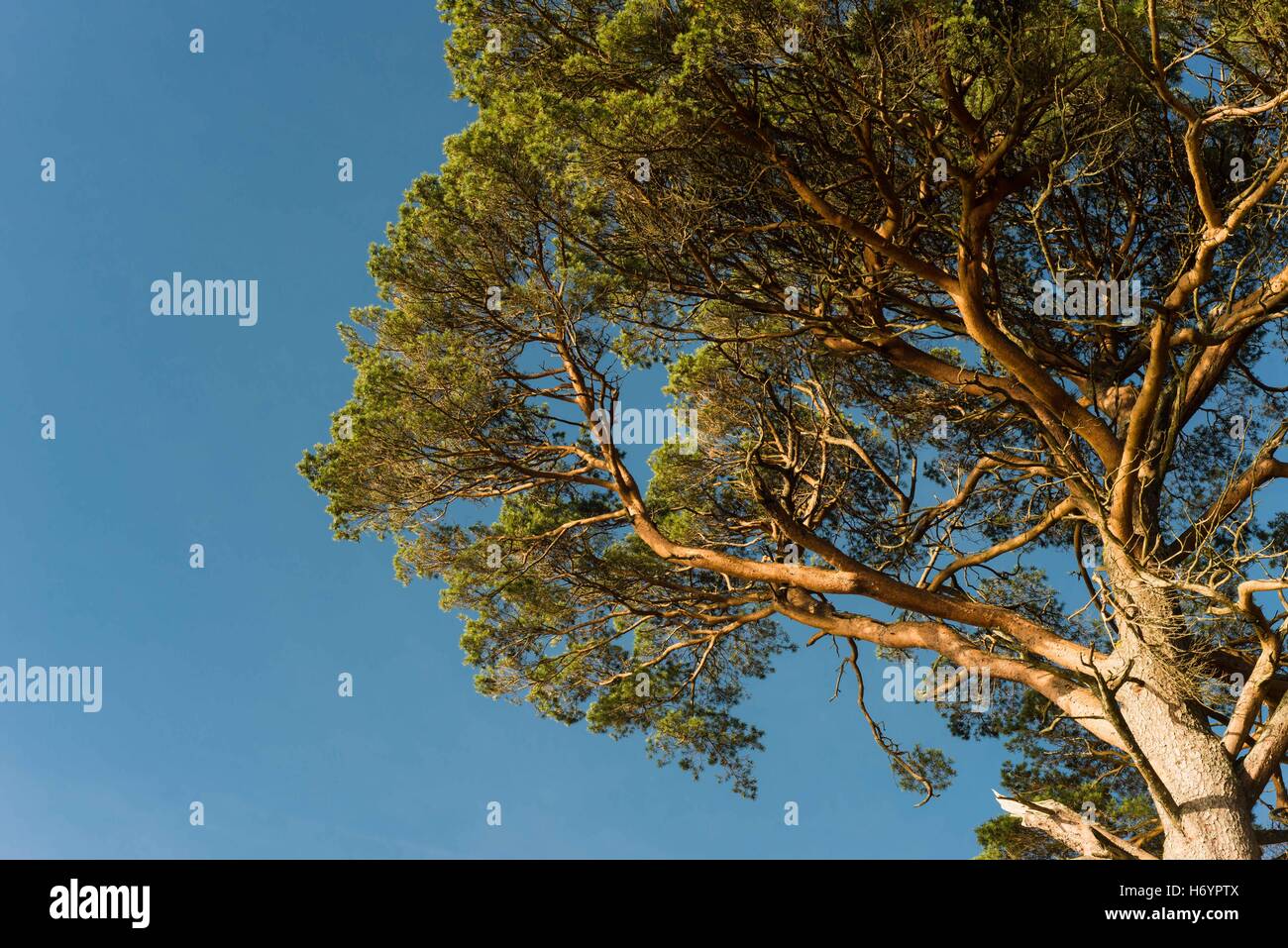 Baum kontrastiert vor blauem Himmel Stockfoto