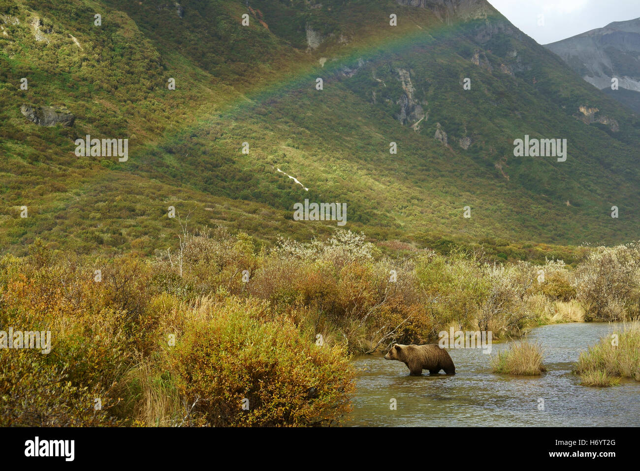 Braunbär (Ursus Arctos) Kinak Fluss unter Regenbogen, Katmai Nationalpark, Küste, Alaska Stockfoto