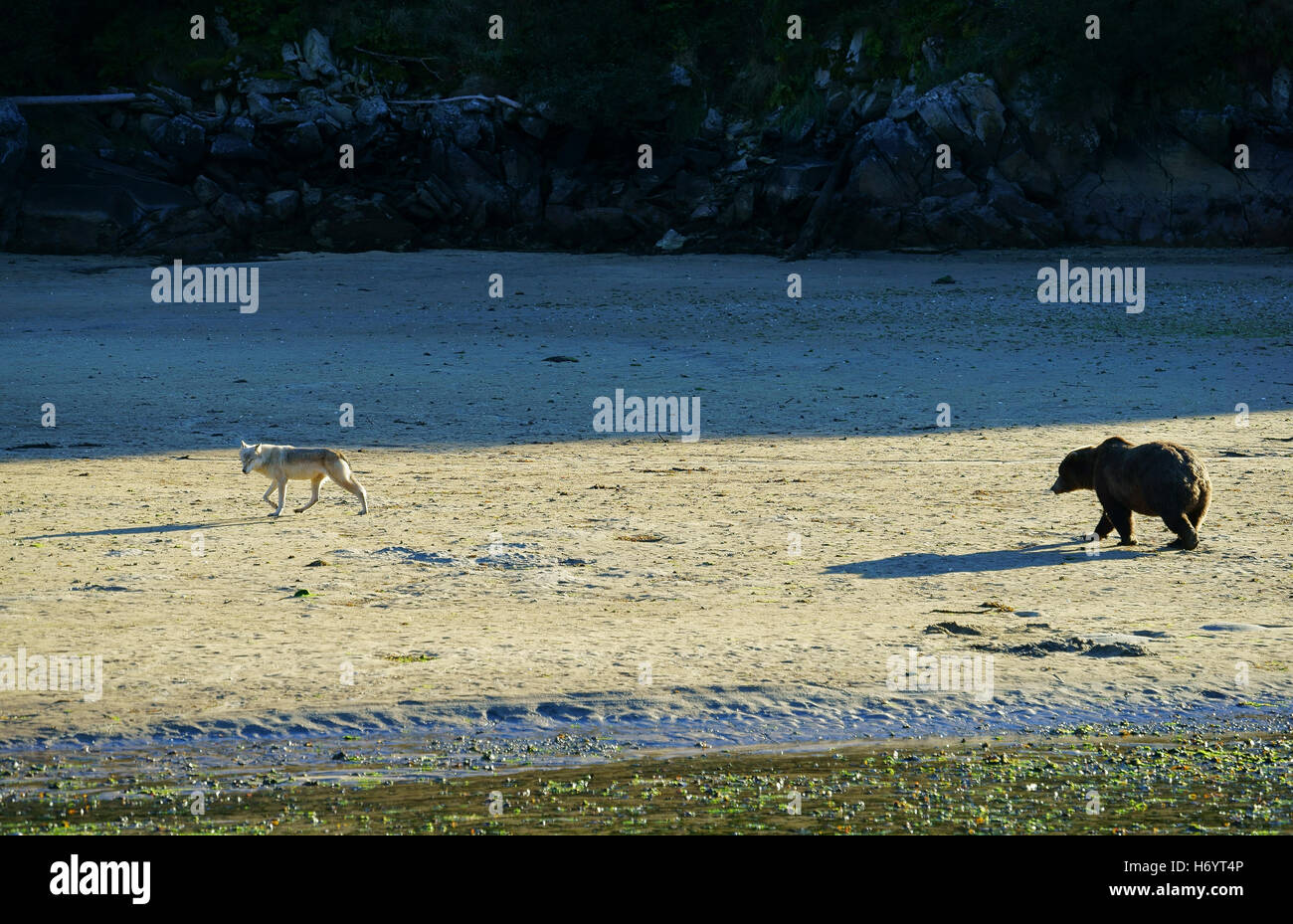 Braunbär (Ursus Arctos) mit Wolf (Canis Lupus) vorbei, Kuliak Fluss, Katmai Nationalpark, Küste, Alaska Stockfoto