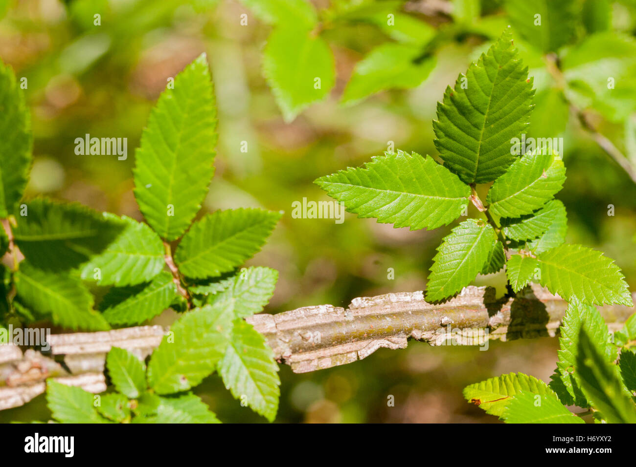 Geflügelte Ulme Ulmus Alata Roaring River State Park, Barry County, Missouri, Vereinigte Staaten von Amerika 14. Mai 2005 verlässt Ulme Nein Stockfoto