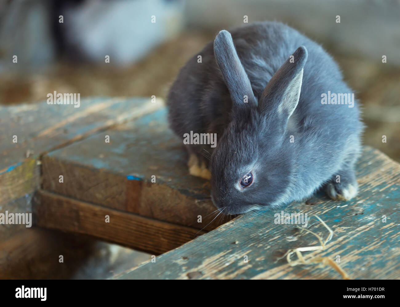 Porträt graue Kaninchen auf einem Holzbrett Stockfoto