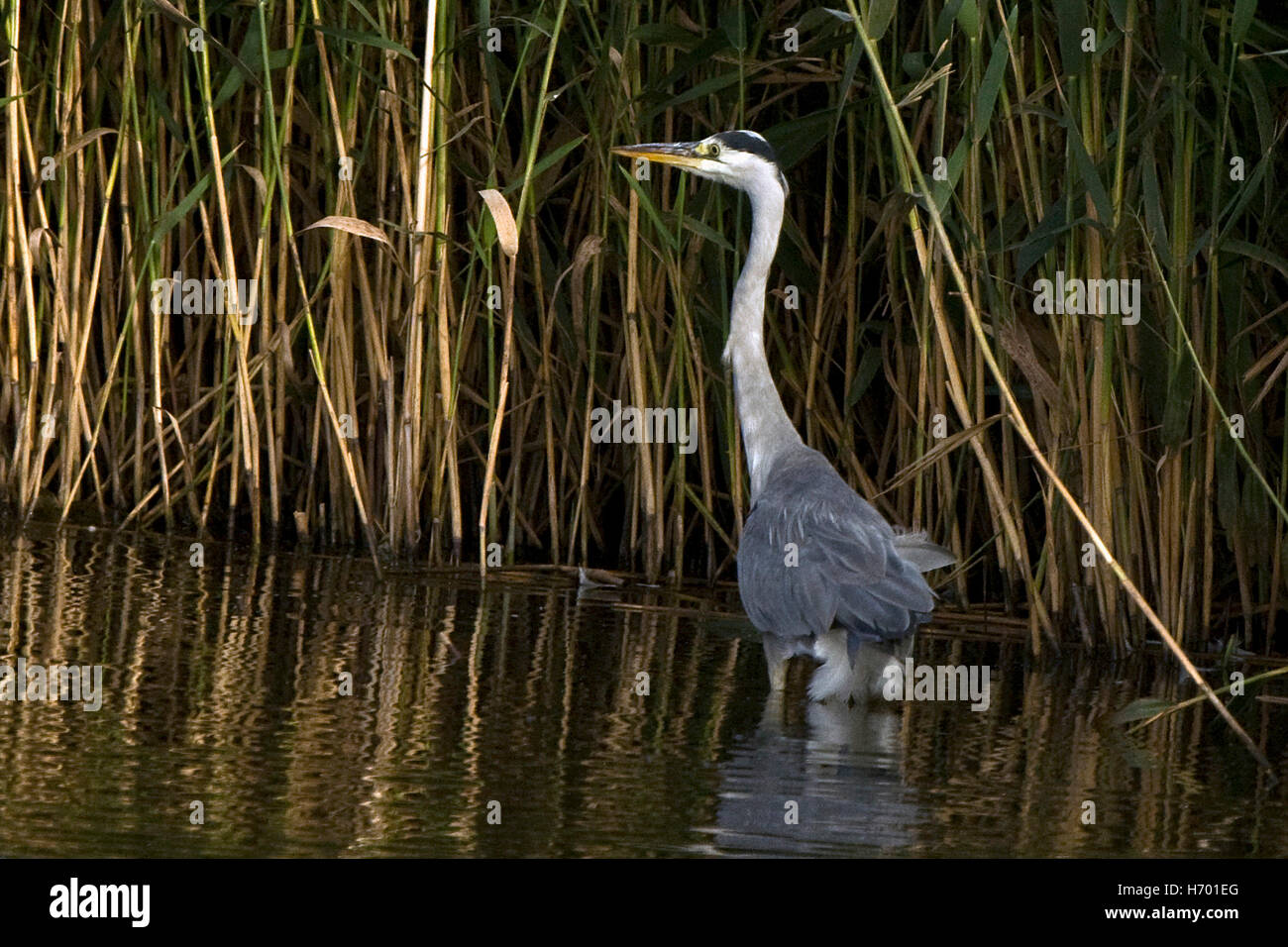 Graureiher Stockfoto