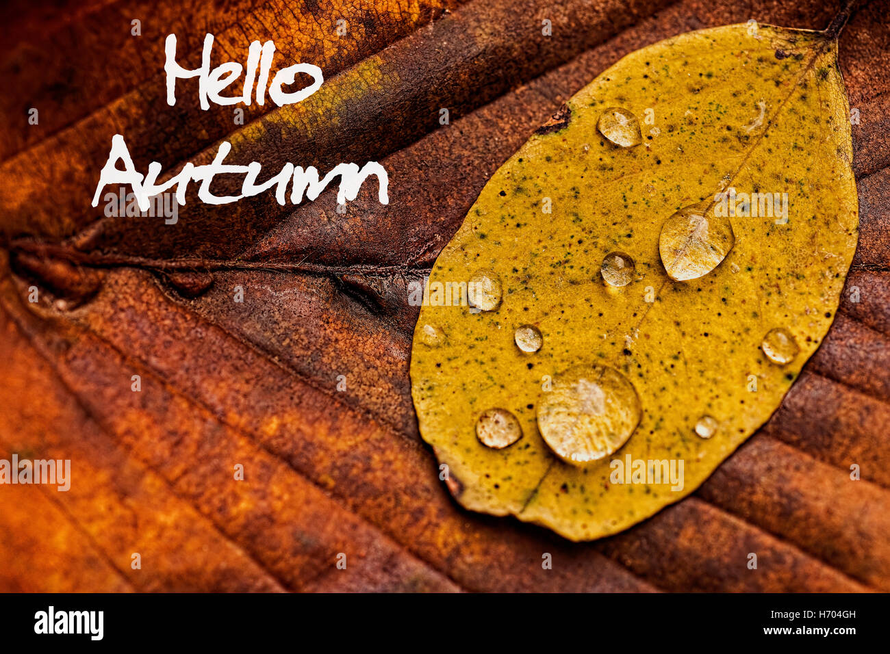 Herbstlaub mit Regen-Tropfen. Hallo Herbst Konzept Wallpaper. Stockfoto