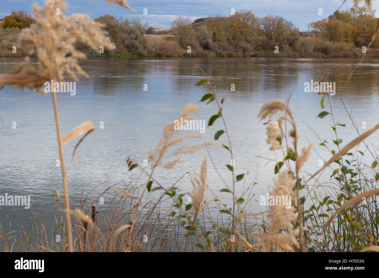 Rasen Sie am Ufer des Snake River in Marsing, Idaho. Stockfoto