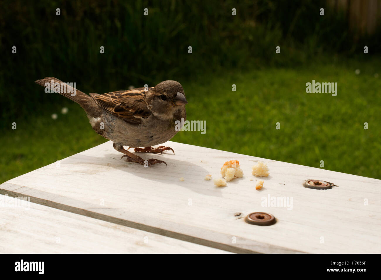 Kleiner Vogel Essen Krümel in einem Picknick-Tisch Stockfoto