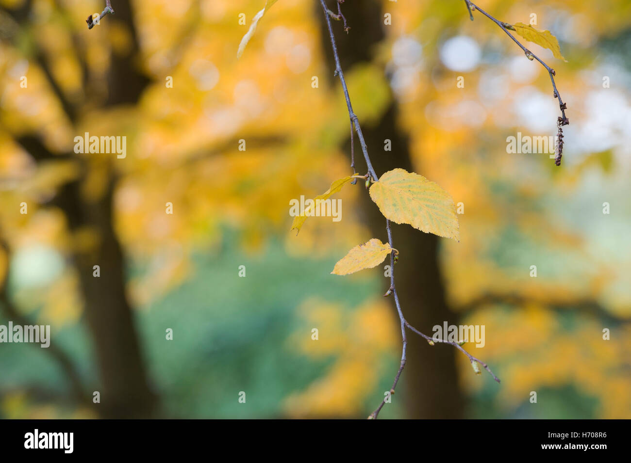 Betula Lenta. Süße Birke Blätter im Herbst Stockfoto