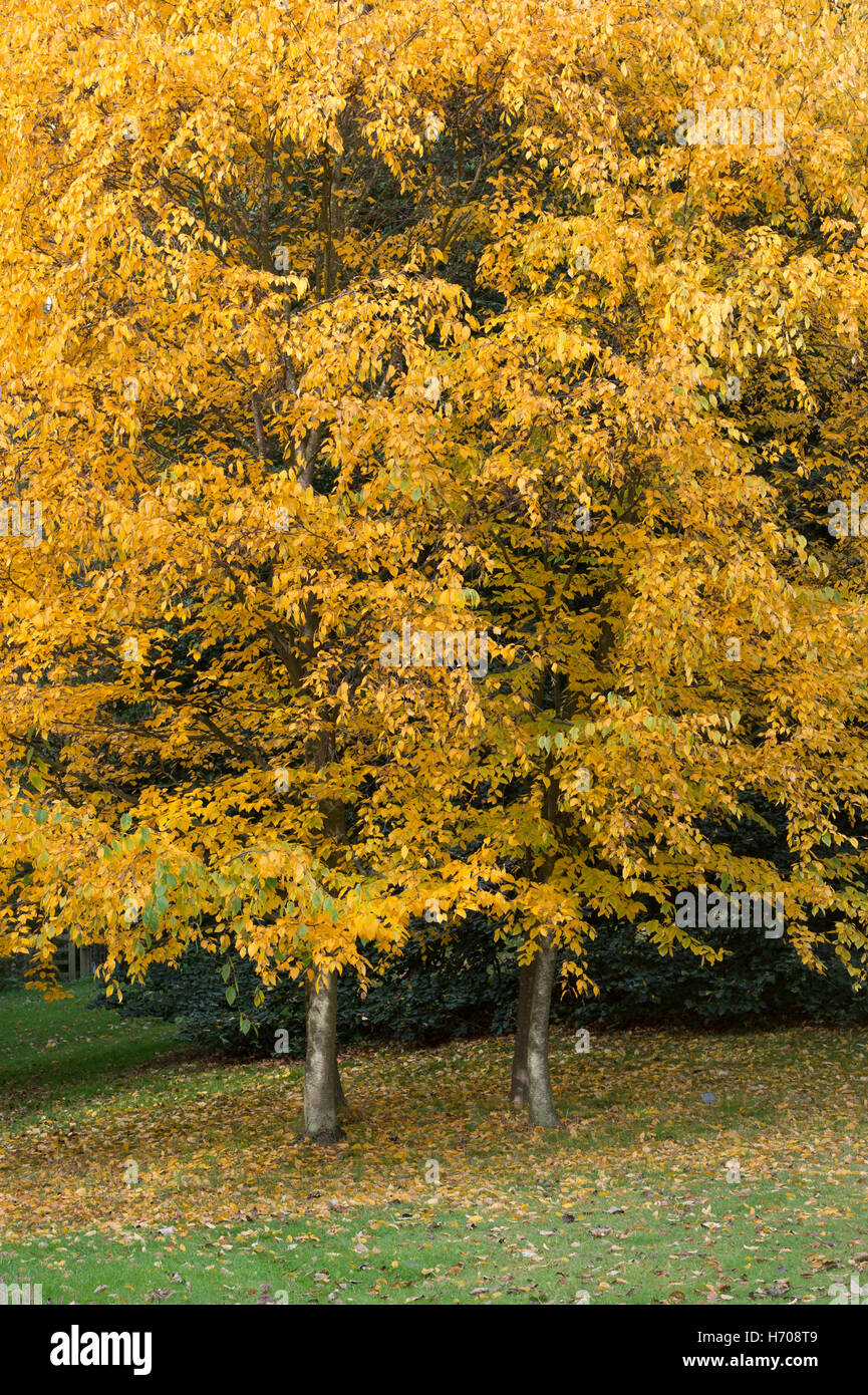 Betula Lenta. Süße Birke im Herbst Stockfoto