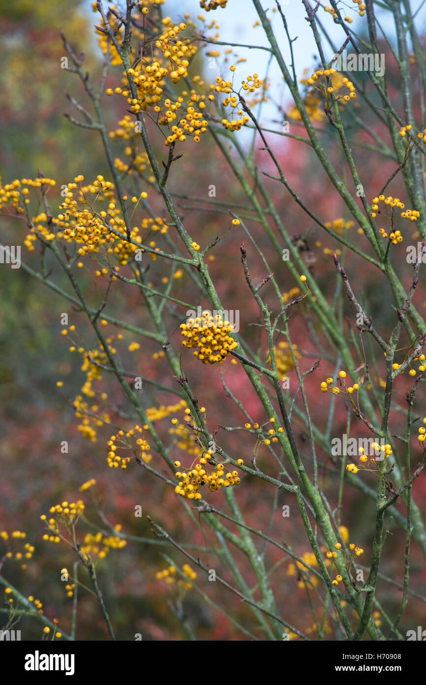 Sorbus Ethels Gold. Vogelbeeren Baum im Herbst. UK Stockfoto