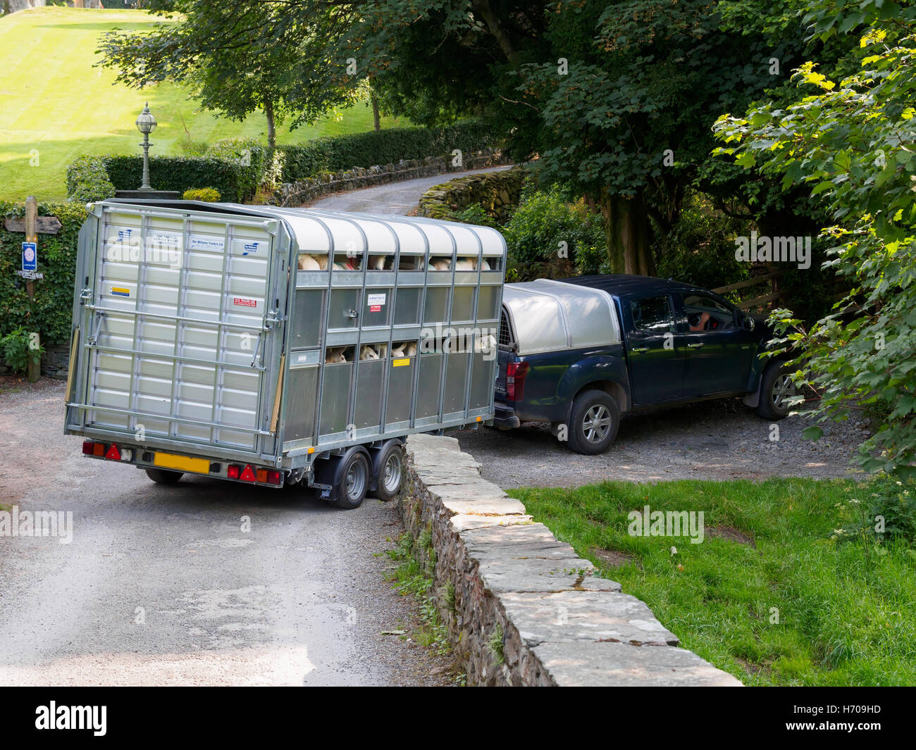 Transport von Schafen in Cumbria Stockfoto