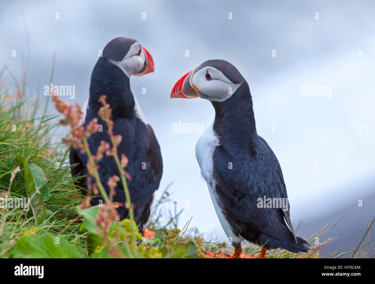 Eine Gruppe von Puffins (Papageientaucher Vögel) in Island. Stockfoto