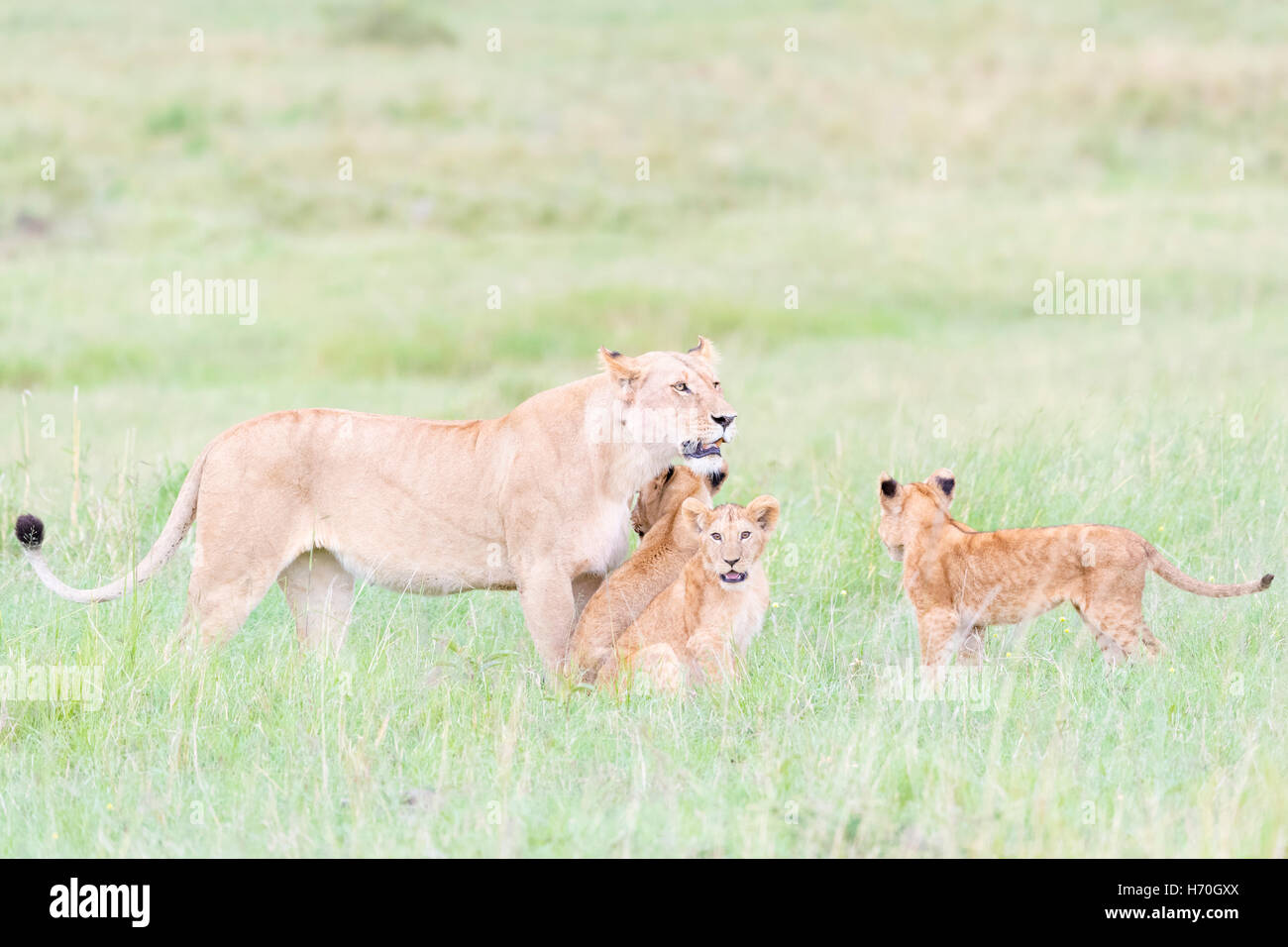 Löwin (Panthera Leo) Gruß Cubs, Masai Mara national Reserve, Kenia Stockfoto