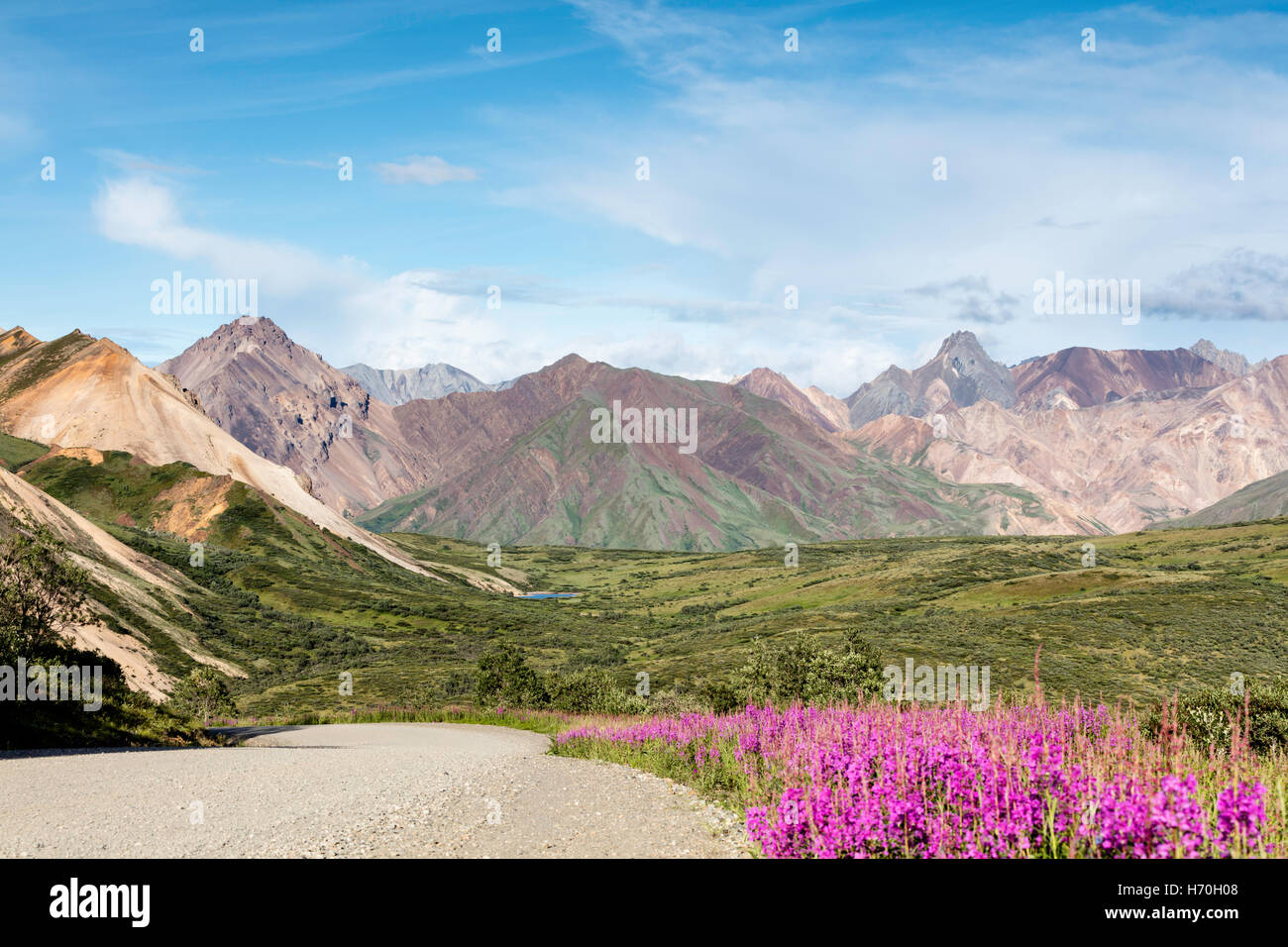 Gemeinsamen Weidenröschen (Epilobium Augustifolium) säumt die Straße auf den Gipfel des Sable Pass im Denali Nationalpark in Alaska. Stockfoto