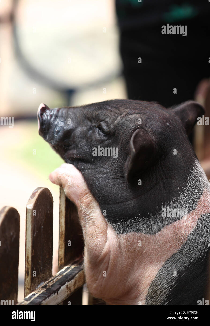 Kleine Schweinchen gesichert auf dem Zaun, Thailand, Südostasien Stockfoto
