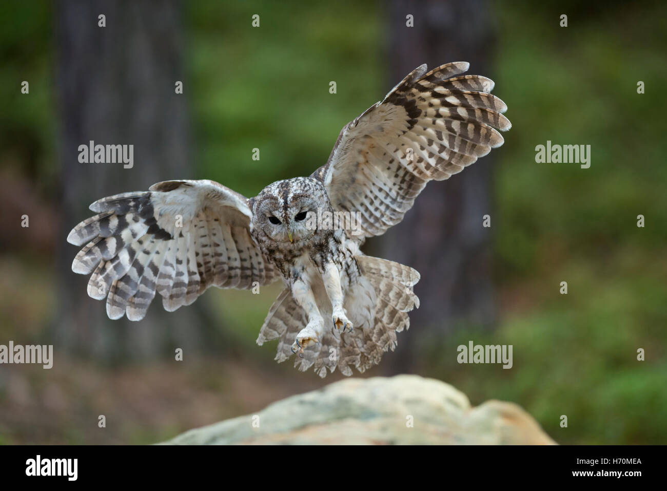 Tawny Owl / Waldkauz ( Strix aluco ) Landung auf einem Felsen, weit geöffnete Flügel, ausbreitende Flügel, im Flug, Frontalansicht, engelsähnliches, Europa. Stockfoto