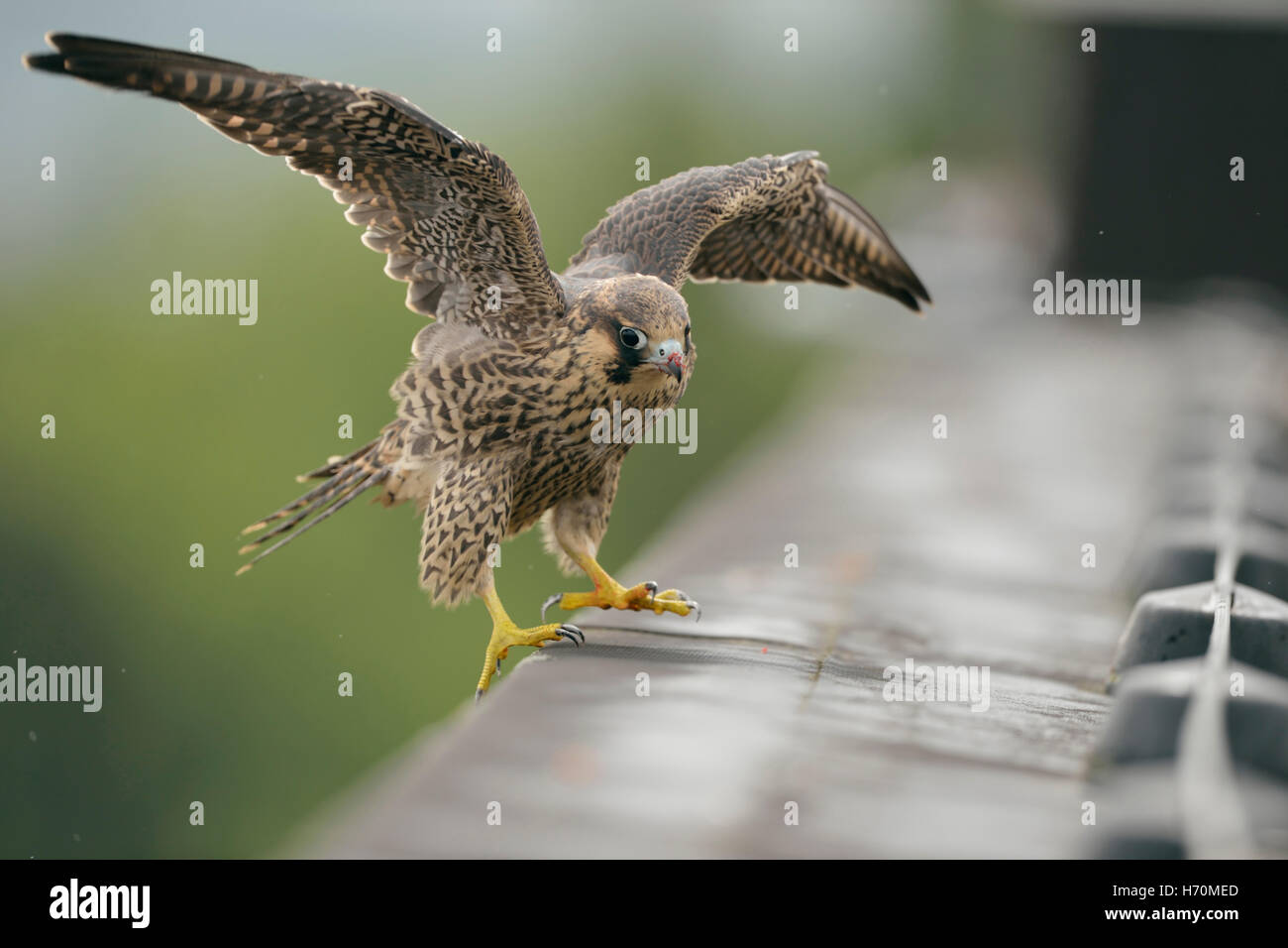 Peregrine Falke / Duck Hawk ( Falco peregrinus ), junger Mann, unsicher, schlägt die Flügel, landet auf einem Dach, Wildtiere, Europa. Stockfoto
