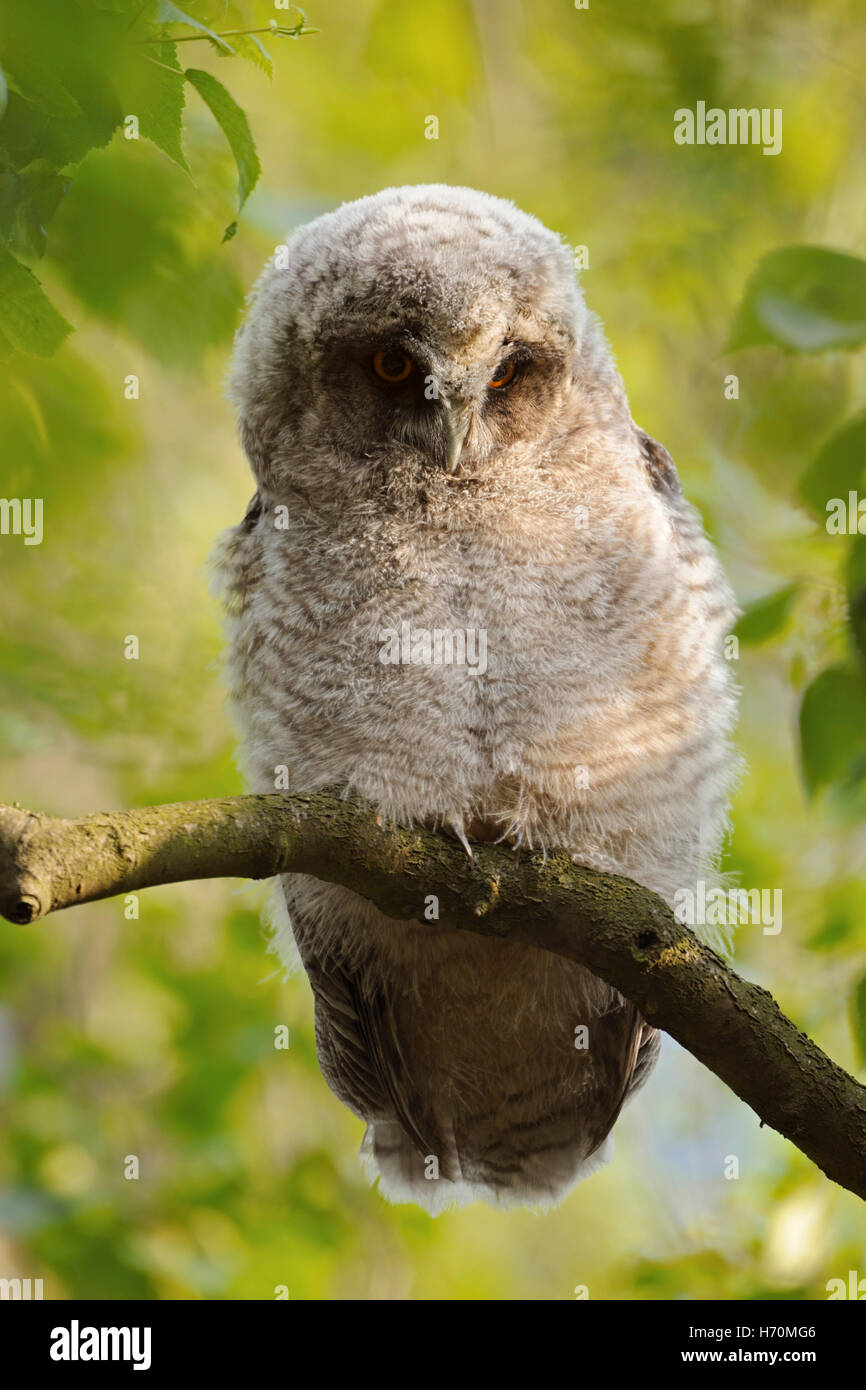 Langohrige Eulen ( Asio otus ), Maulküken, hoch in einer Birke, beobachten hinunter, umgeben von Frühlingsfarben, Tierwelt, Europa. Stockfoto