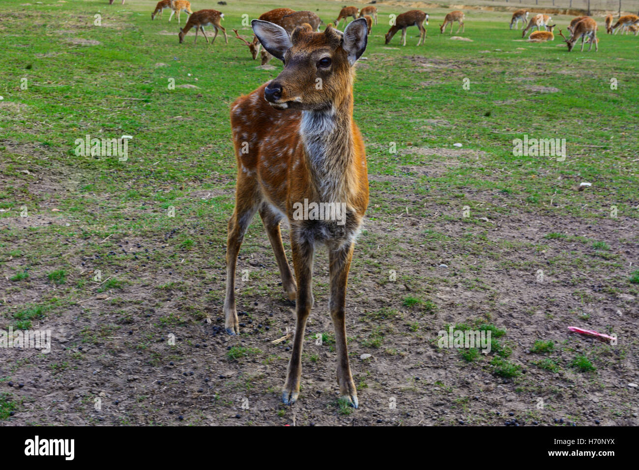 Esel - schlicht, bescheiden und sehr hartnäckig Stockfoto