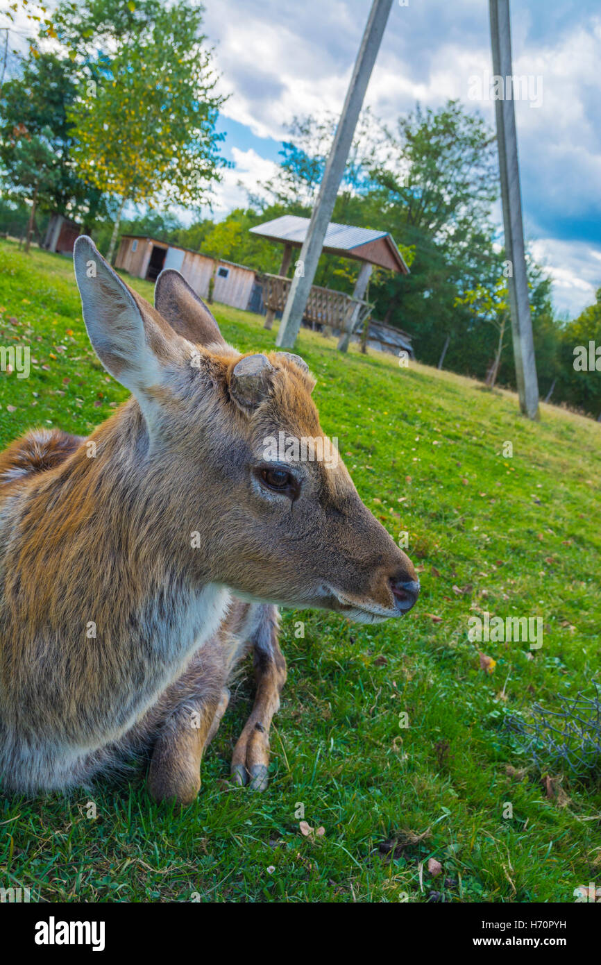 Hirsch - große Tiere mit einem eleganten Körper und schlanken, wohlgeformten Beine Stockfoto