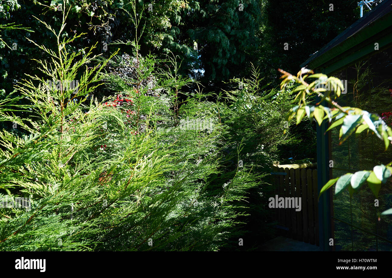 Extrem seltenen und schönen Garten gepflegt mit erstaunlichen Arten von Blumen Stockfoto