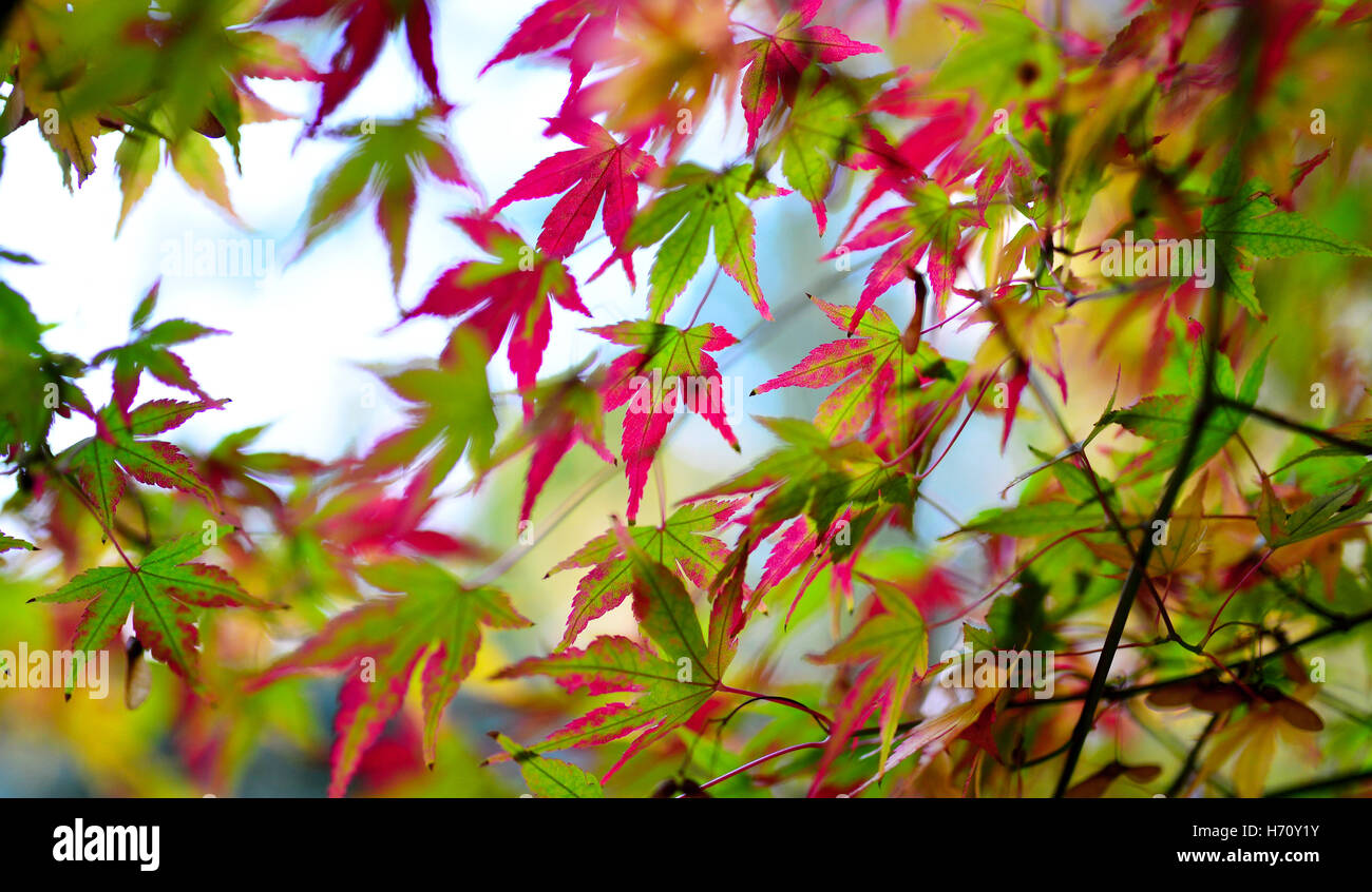 Herbst Ahorn Baum Blatt Natur abstrakten Detail Hintergrund Stockfoto