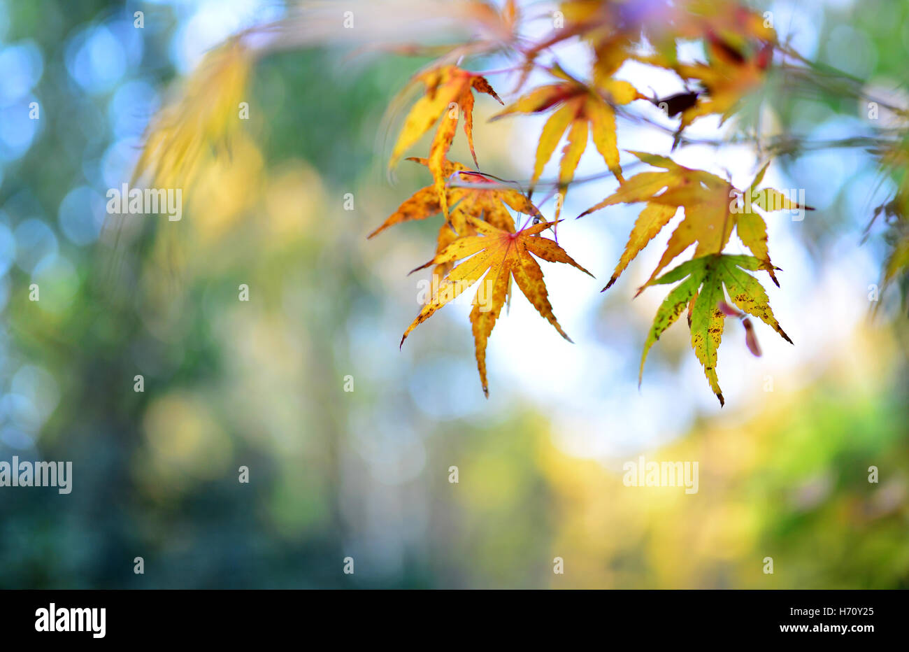 Herbst Baum Blatt Natur abstrakten Detail Hintergrund Stockfoto