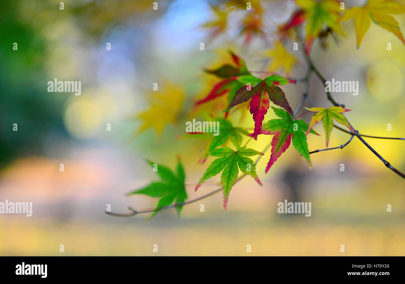Herbst Ahorn Baum Blatt Natur abstrakten Detail Hintergrund Stockfoto