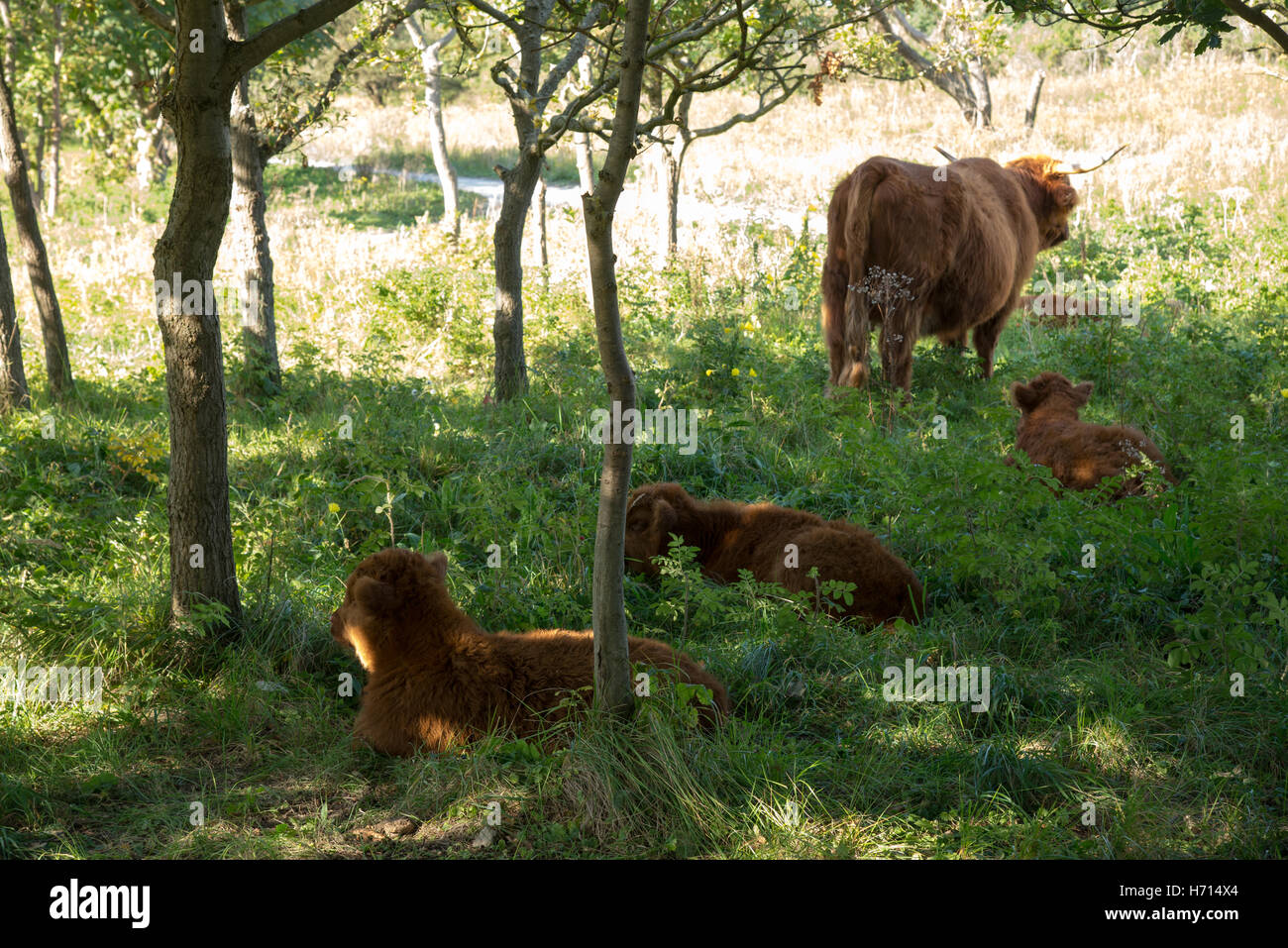 schottische Hochlandrinder Stockfoto