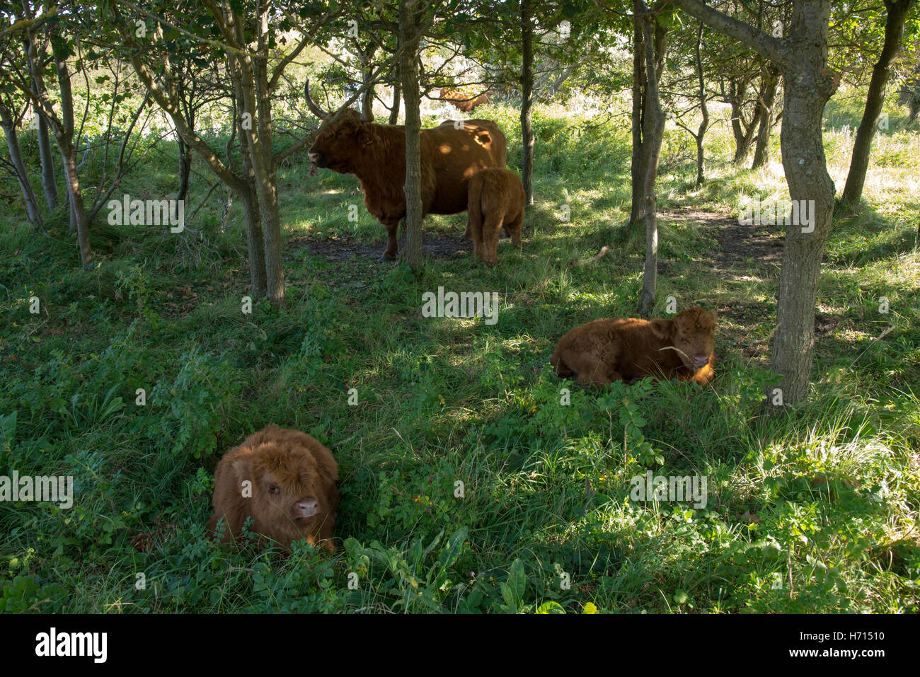 schottische Hochlandrinder Stockfoto