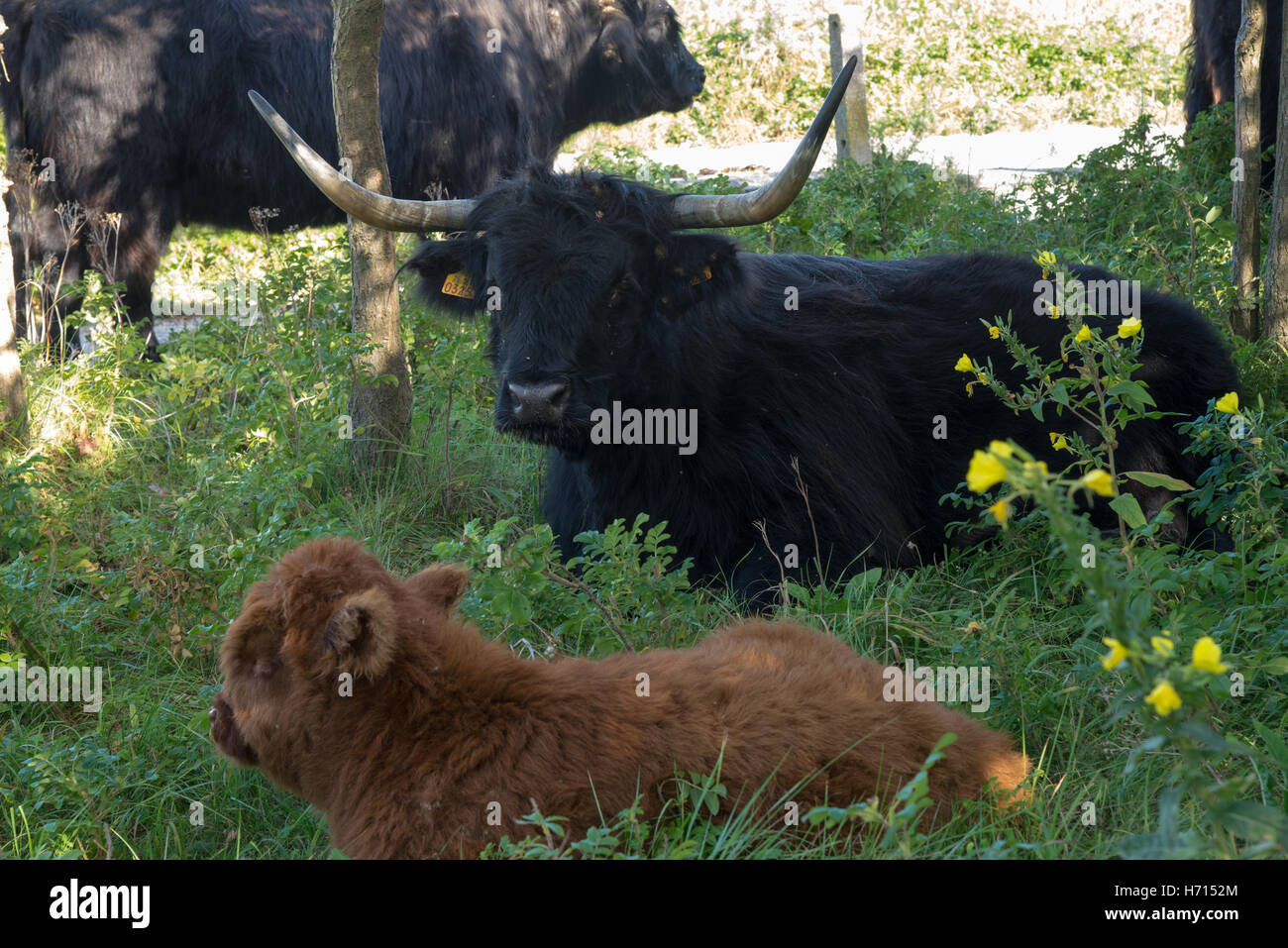 schottische Hochlandrinder Stockfoto