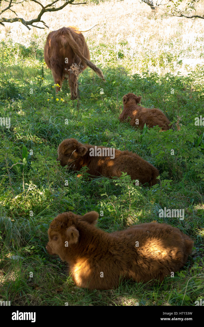 schottische Hochlandrinder Stockfoto