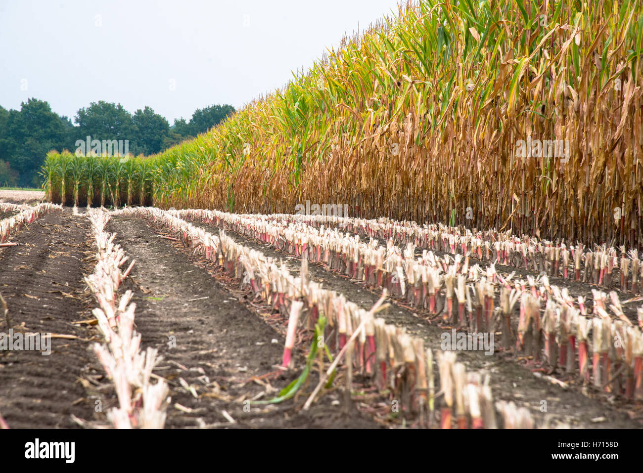 Feld mit Mais und Schnitt Pflanzen Stockfoto