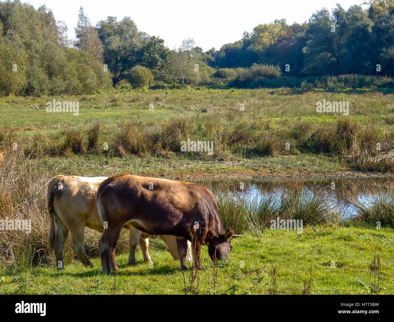 Kühe auf Weide mit Moor in Brabant-Niederlande Stockfoto