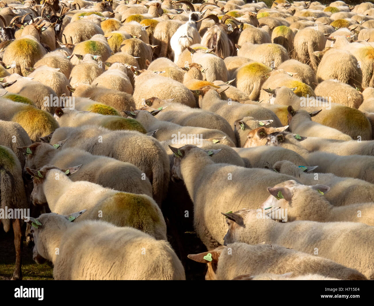 Herde von Schafen in den Niederlanden Stockfoto