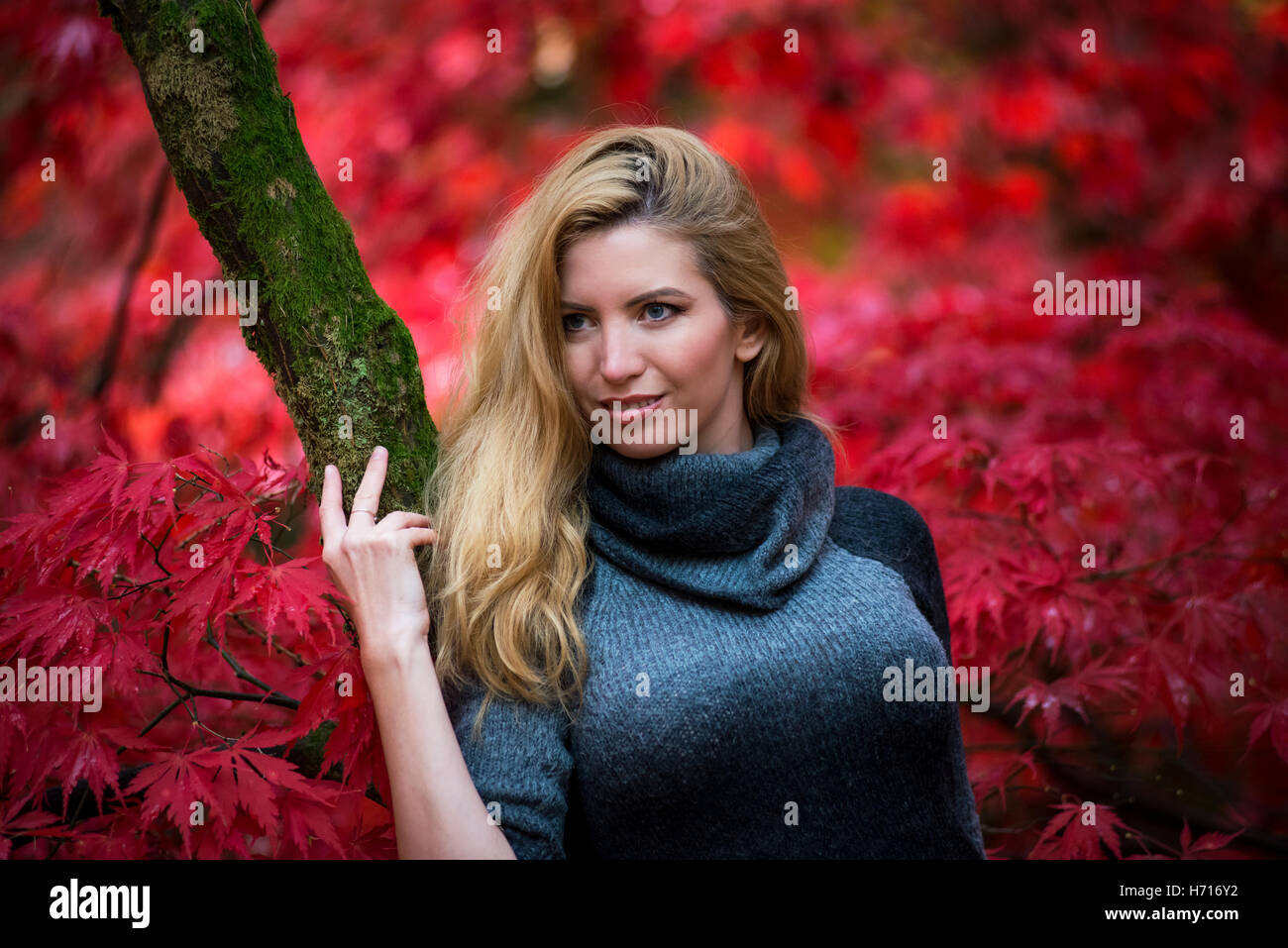 Herbstfarben im Westonbirt, England, Süd-Ost.  Auswahl an warmen Farben aus rot- und Orangetönen durch heller gelb. Stockfoto