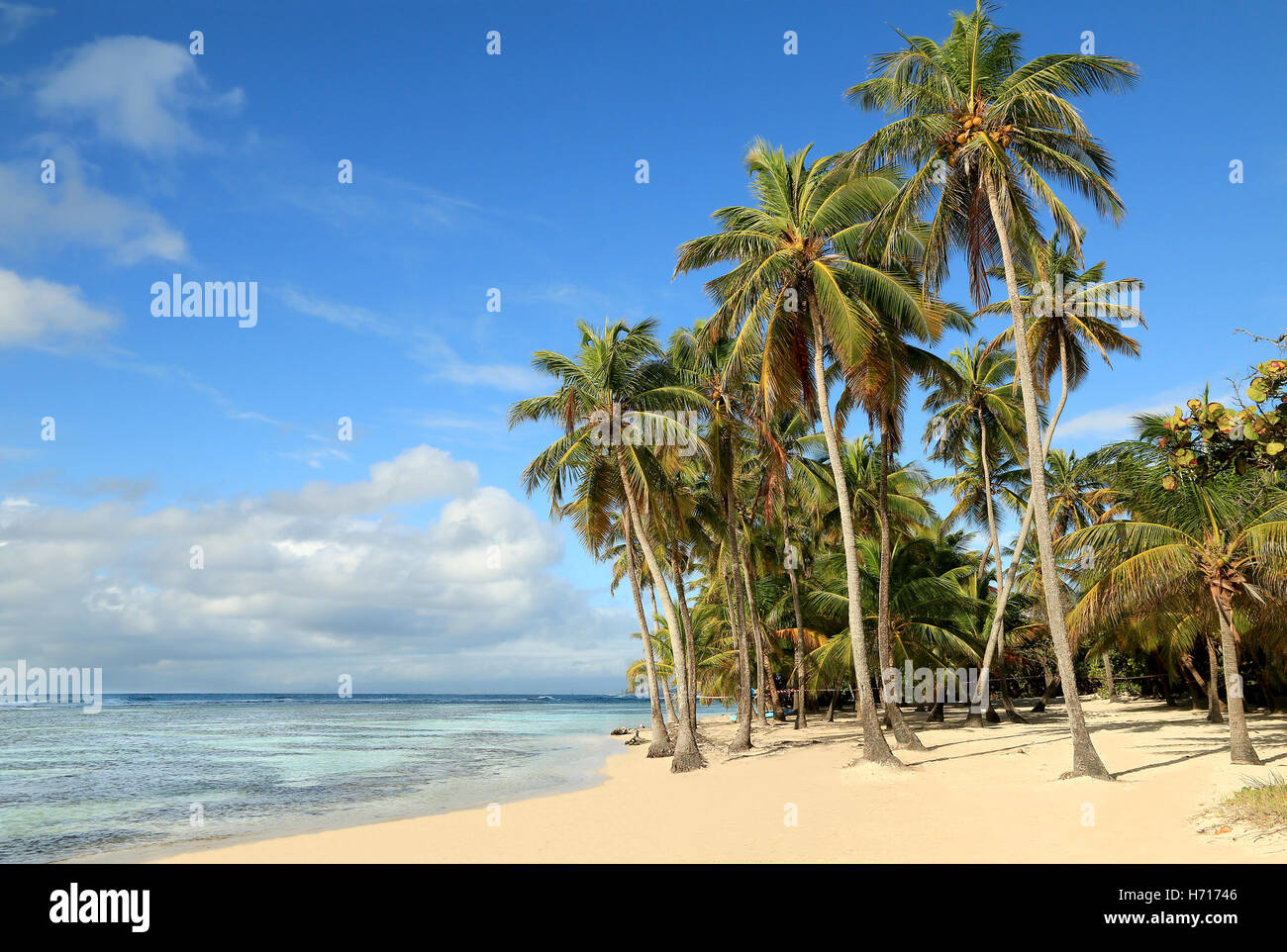 Schönen weißen Sandstrand in Guadeloupe (Frankreich), Karibische Inseln Stockfoto