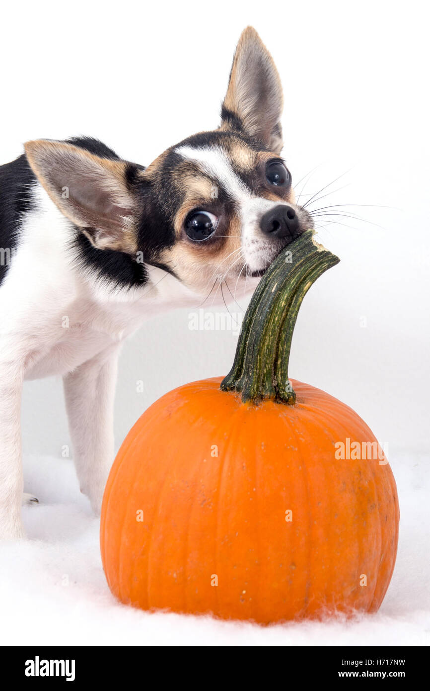 niedliche Chihuahua Hund mit Kürbissen weißen Hintergrund Stockfoto