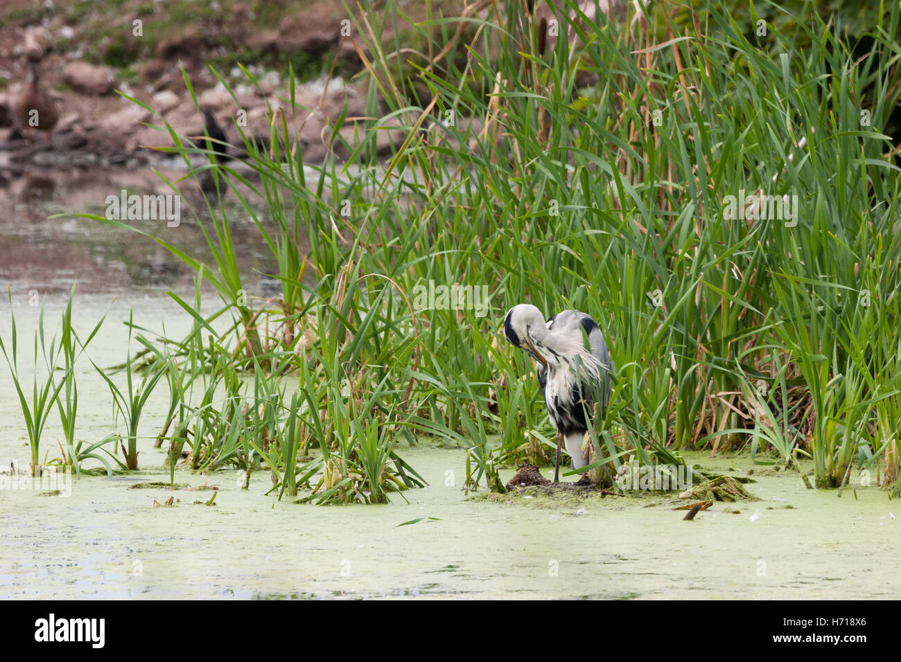 Graureiher am Rand des Teiches Federn putzen Stockfoto