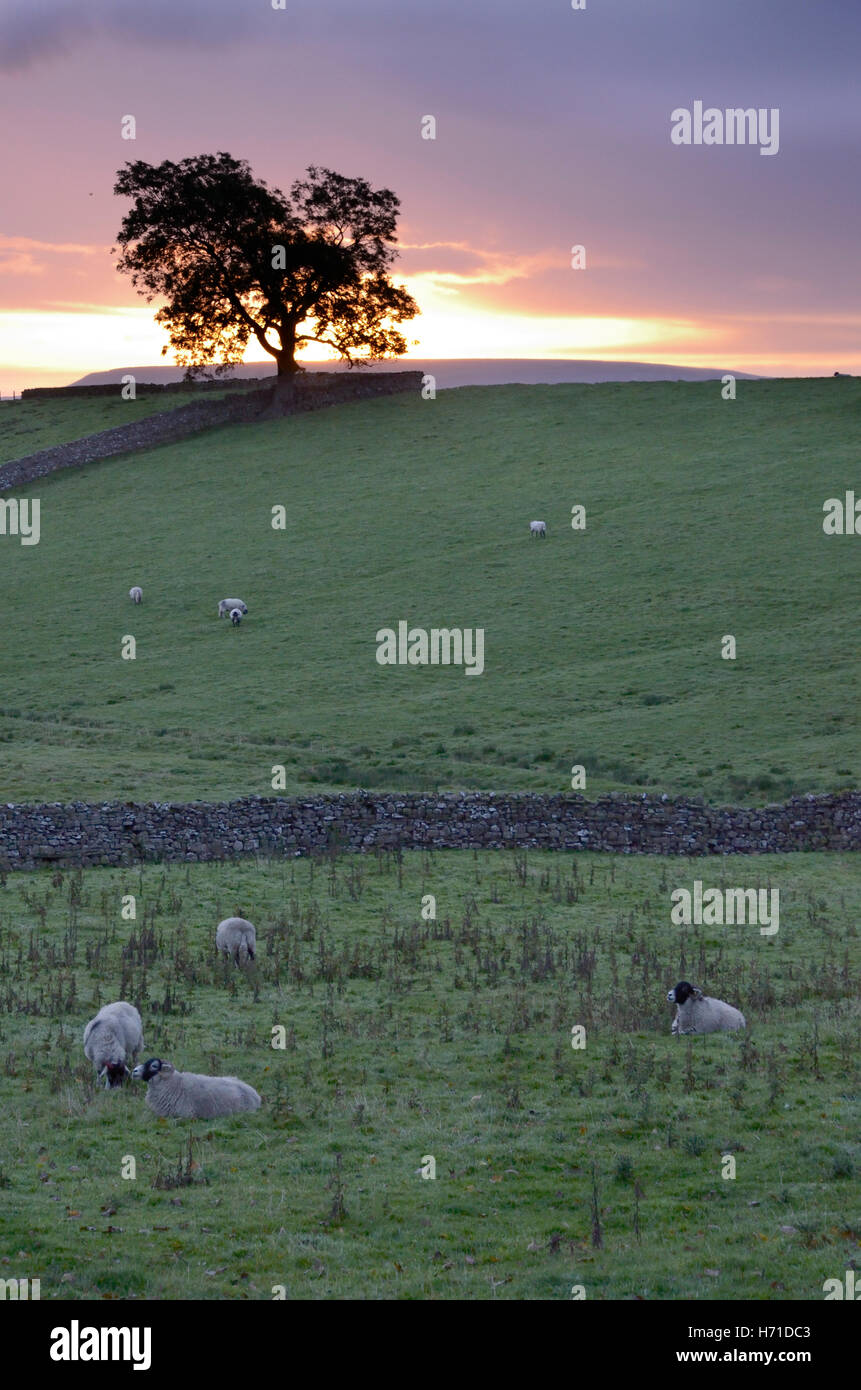Schafe in Bereichen auf Askrigg bei Sonnenaufgang, mit einsamen Baum und Trockenmauern Wände, Wensleydale, Yorkshire Dales National Park, 20 Oktober Stockfoto