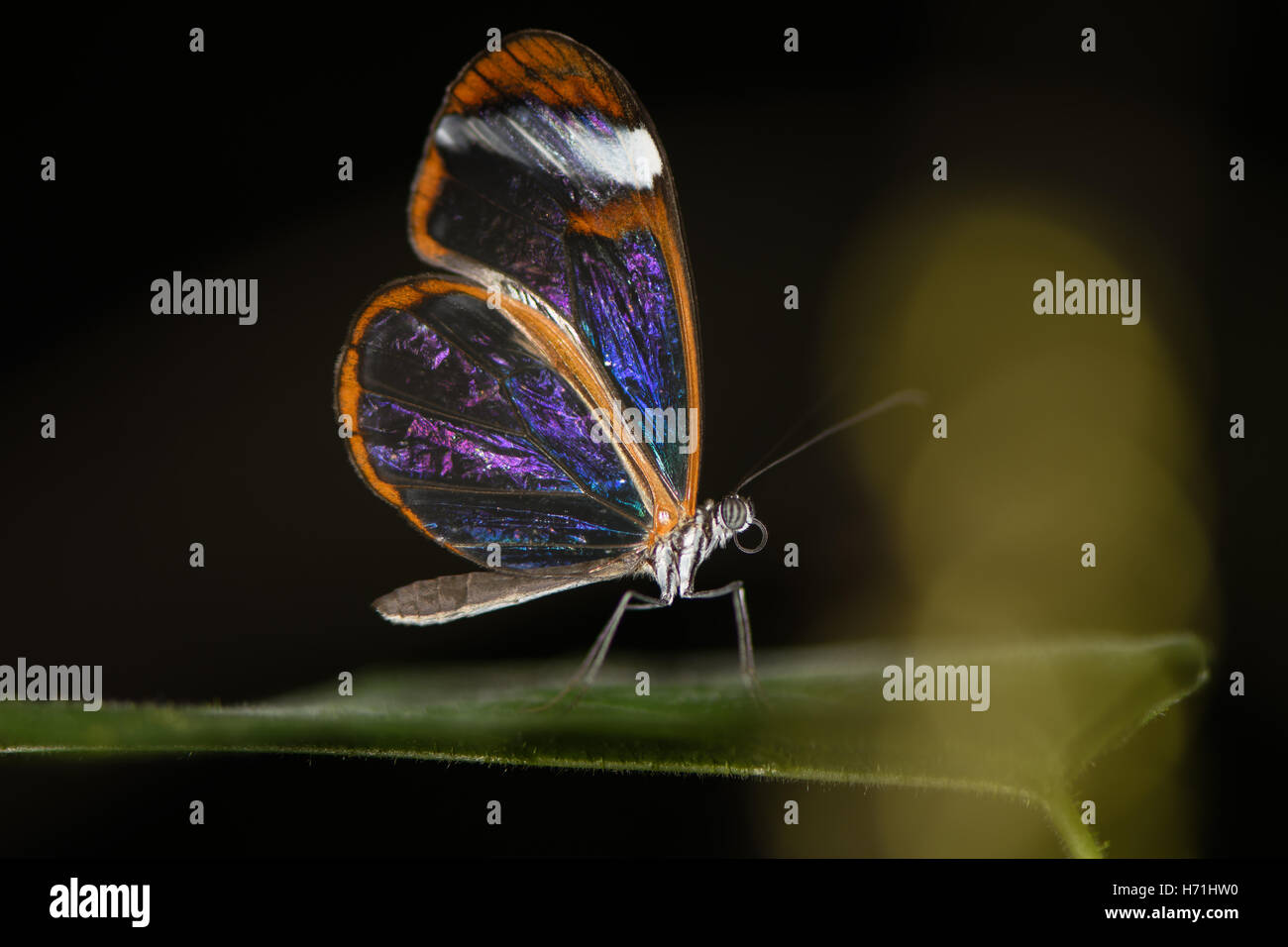 Glasswinged Schmetterling (Greta Oto). Transparente zentralen und südlichen amerikanischen Pinsel leichtfüßig Schmetterling in der Familie Nymphalidae Stockfoto
