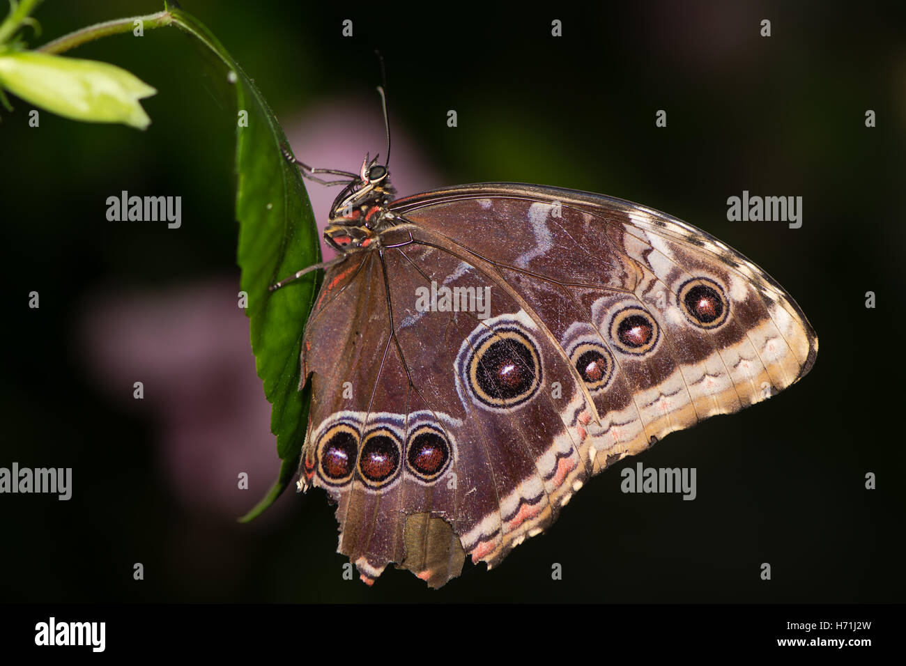 Blue Morpho Peleides (Morpho Peleides) Schmetterling Unterseite. Ventrale Ansicht des schillernden blauen Süd- und mittelamerikanischen Schmetterling Stockfoto