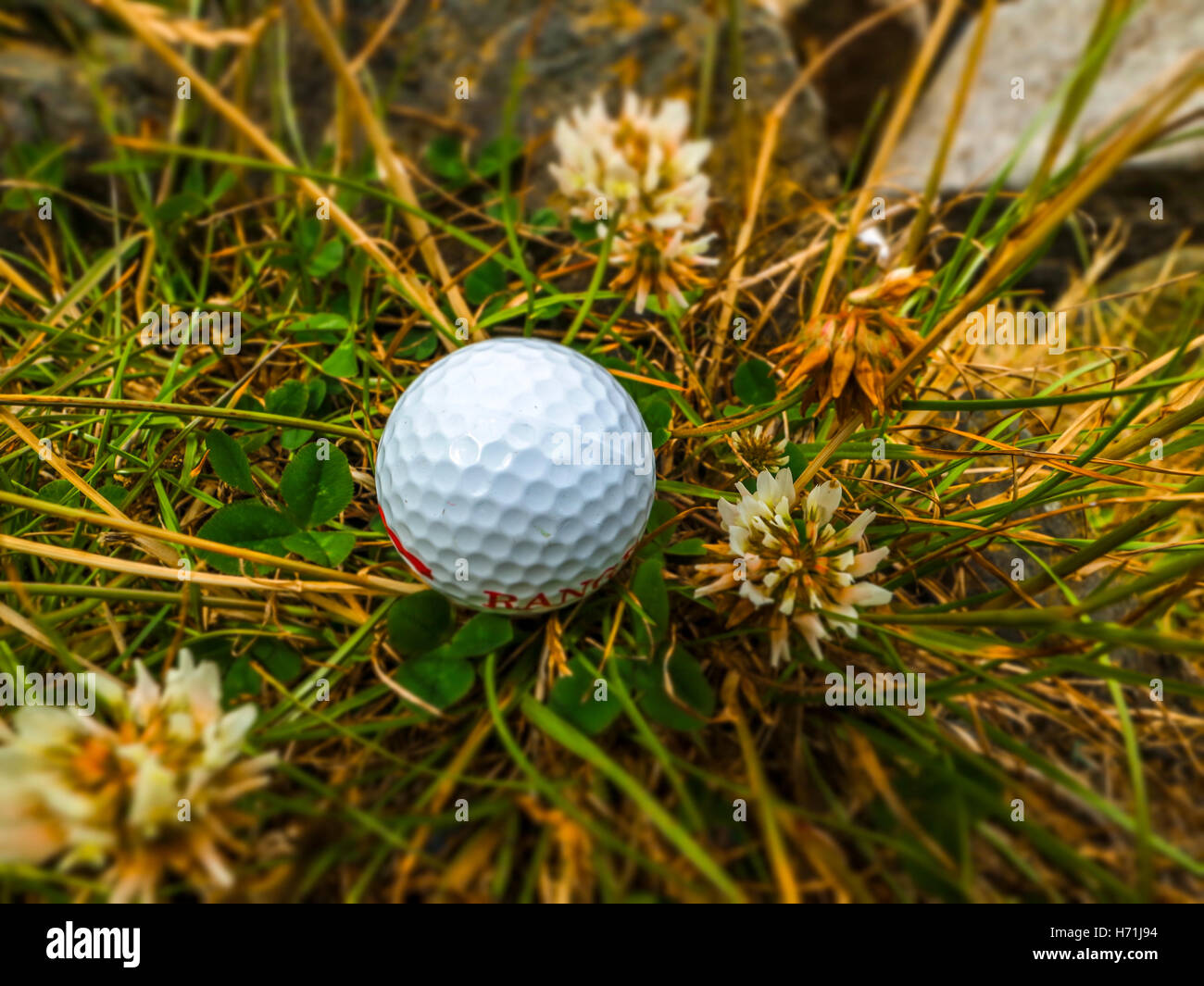 Golfball in der rauen Wiese Stockfoto